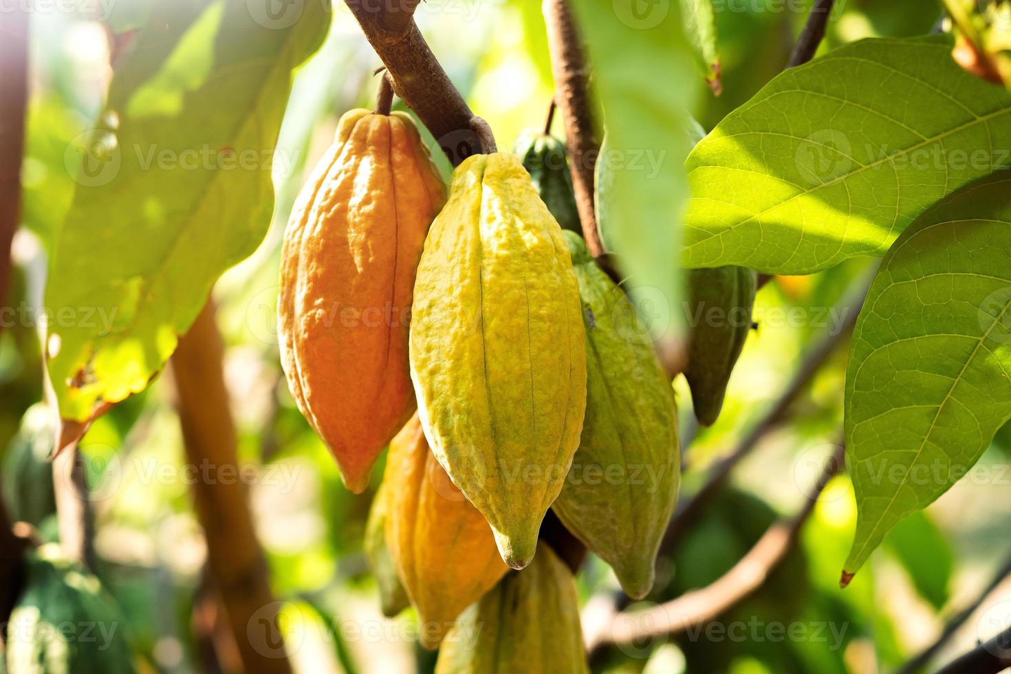 Kakaobaum mit Kakaoschoten in einem Bio-Bauernhof foto