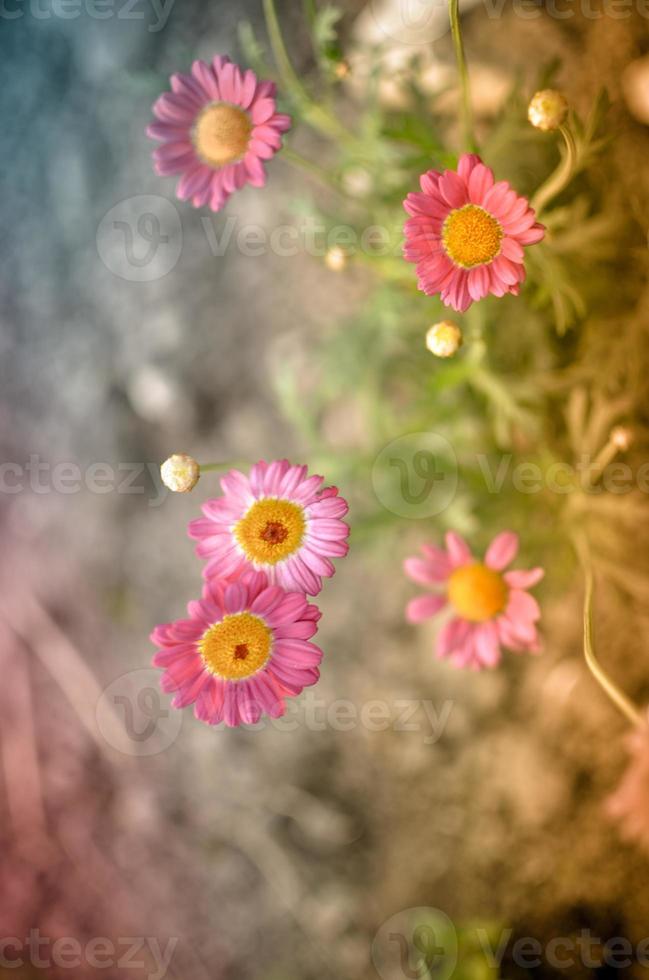 gemaltes Gänseblümchen Pyrethrum Coccineum im Garten verwischt Foto