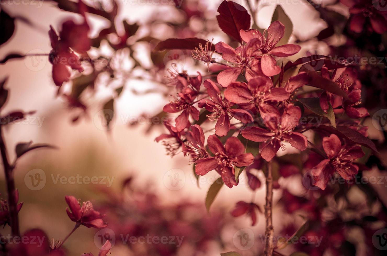 Apfelbaum Malus Domestica blüht im Frühjahr Sorte Royal foto