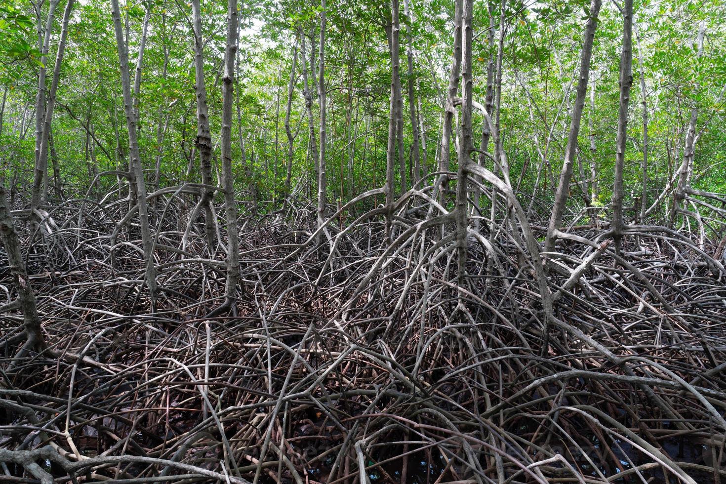 Landschaft des Mangrovenwaldes im tropischen Land foto