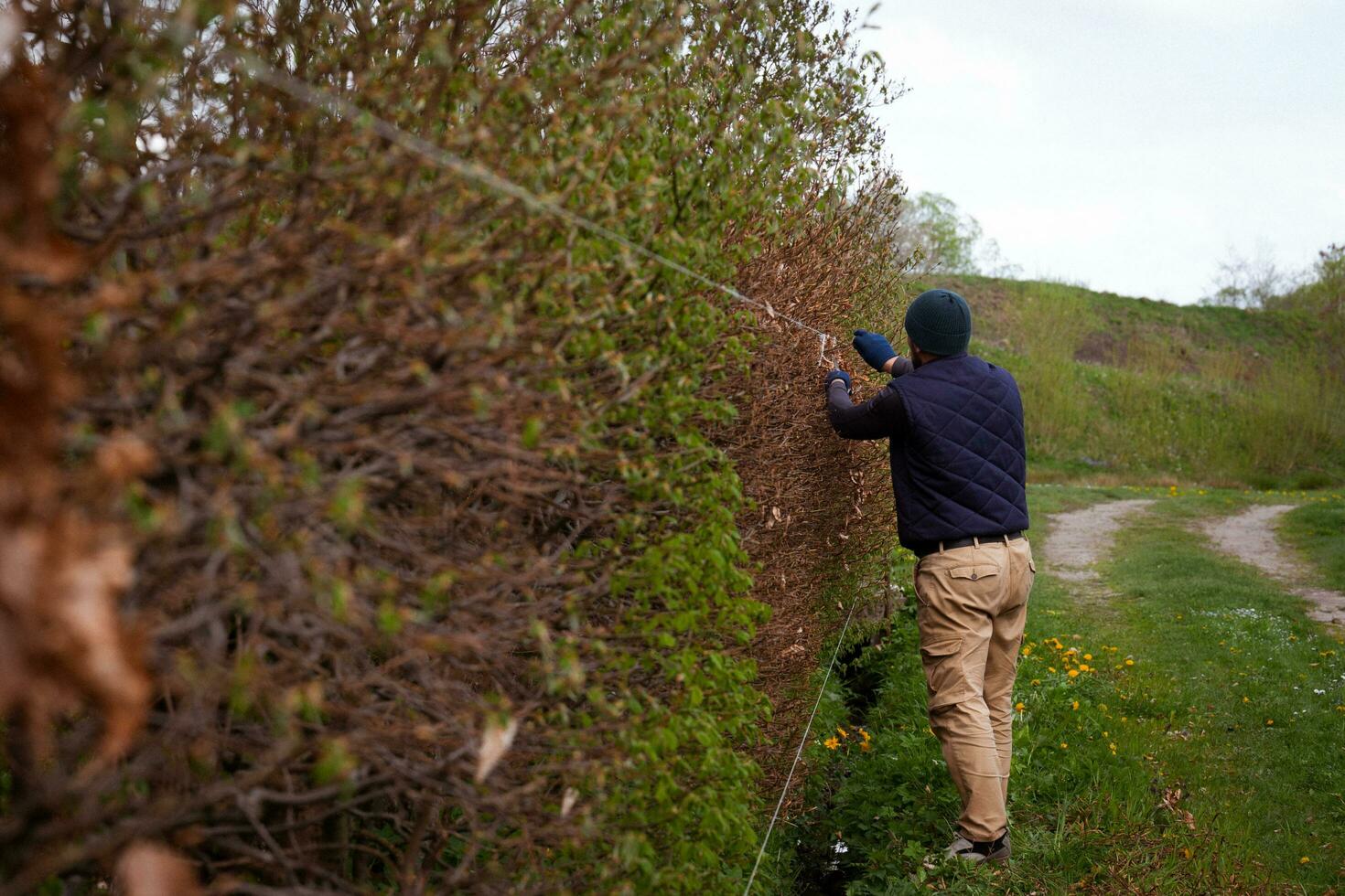 ein männlich Gärtner trimmt ein Hecke im früh Frühling, Nivellierung es mit gedehnt Schnürsenkel foto