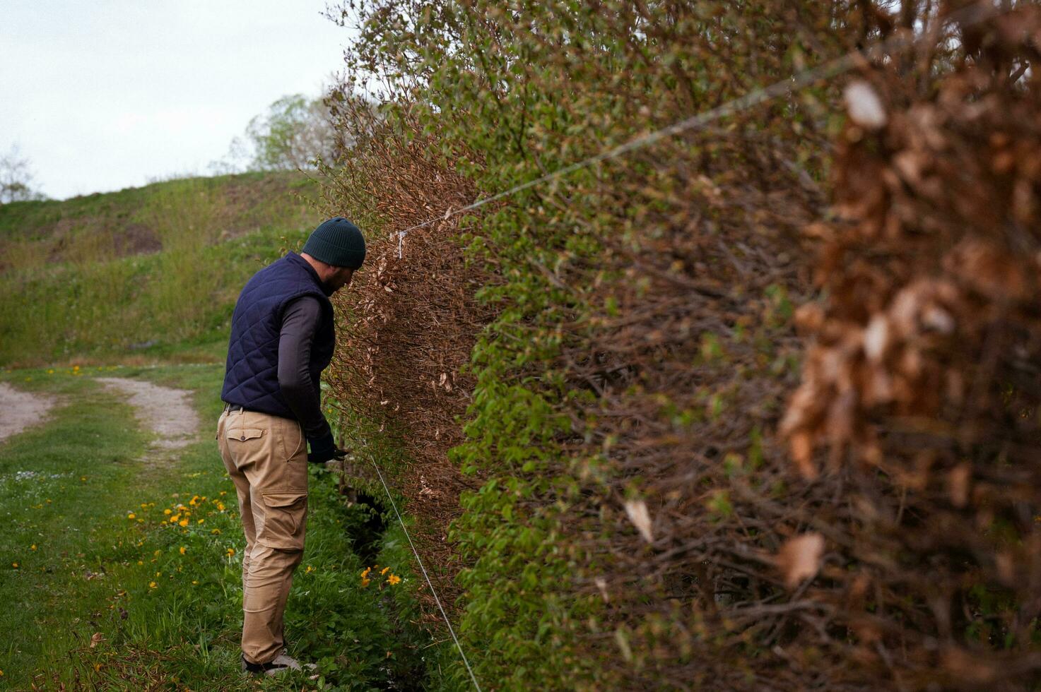 ein männlich Gärtner trimmt ein Hecke im früh Frühling, Nivellierung es mit gedehnt Schnürsenkel foto