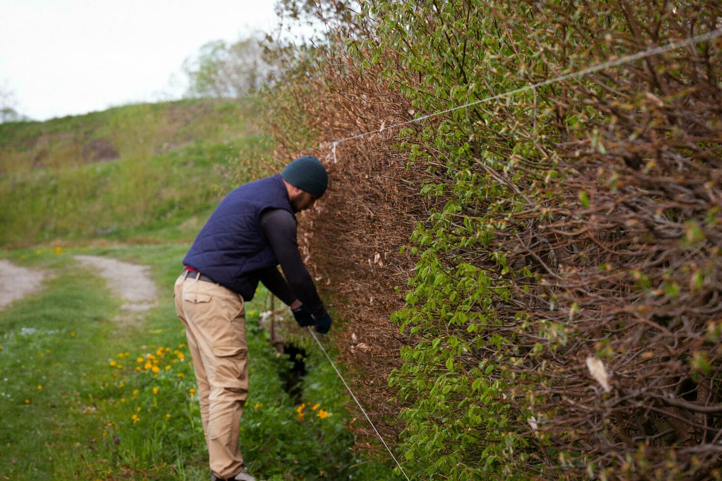 ein männlich Gärtner trimmt ein Hecke im früh Frühling, Nivellierung es mit gedehnt Schnürsenkel foto