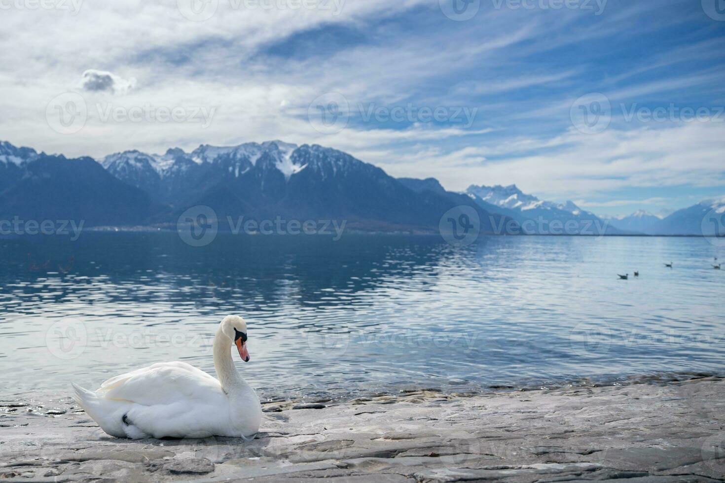 Weiß Schwäne beim See Genf im Vevey, Schweiz. foto