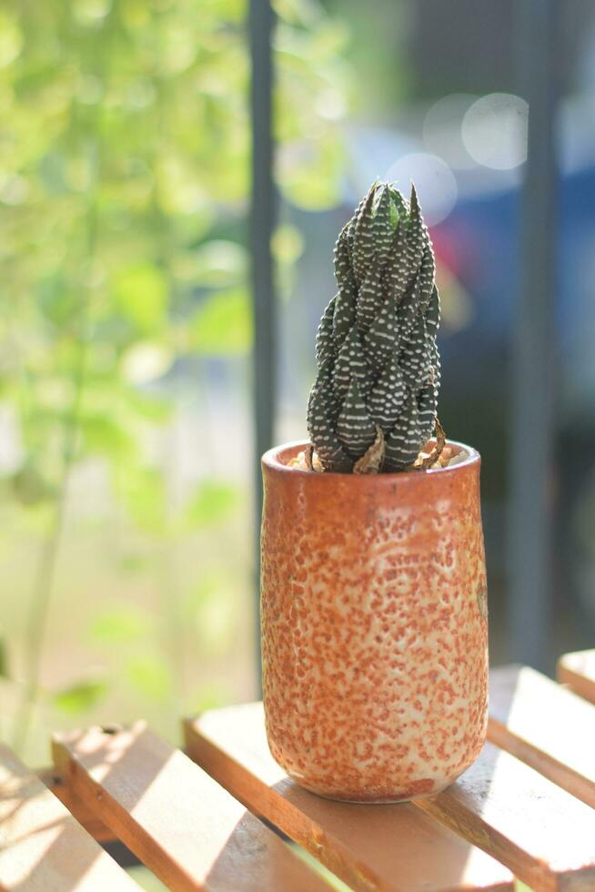 Kaktus saftig Pflanze. Zuhause Pflanze Konzept foto