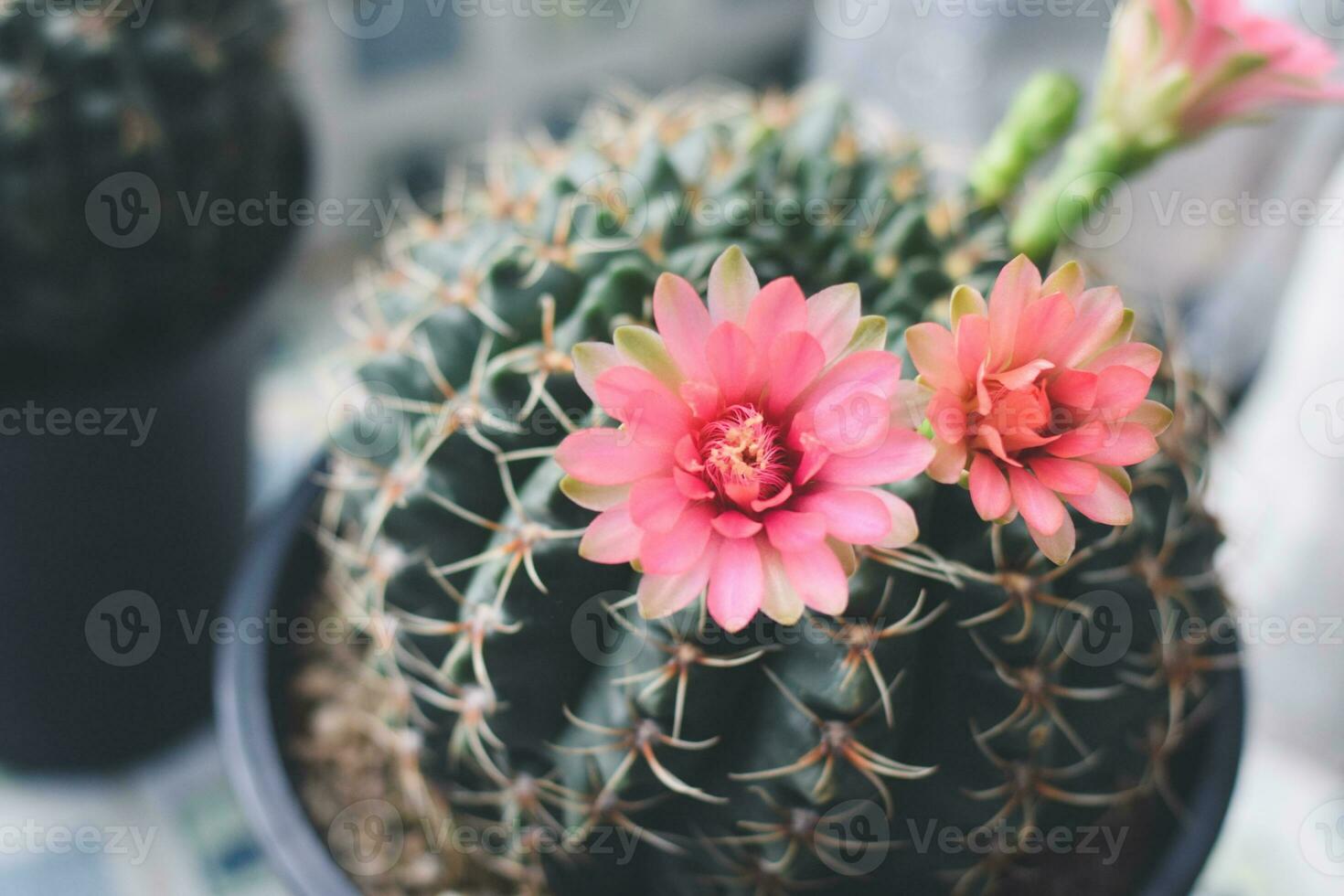 Kaktus im Topf mit Blume. Dekorationskonzept für Heimpflanzen. foto