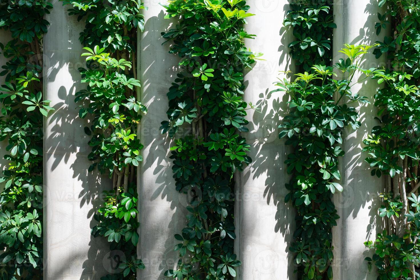 Wand aus Beton und Pflanzen dazwischen zum Dekorieren des Hauses foto