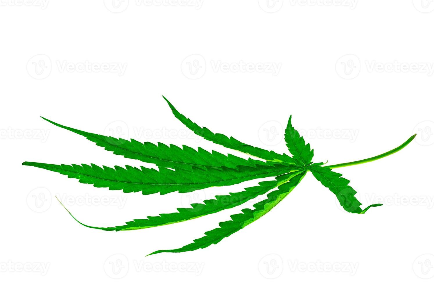 Heilpflanze Cannabisblatt foto