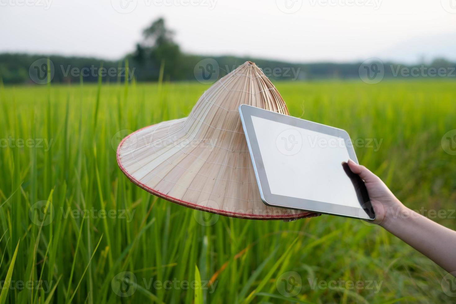 Frau Bauer Hand mit Tablet und Palmblatt Hut während in grünen Reissämlingen auf einem Reisfeld mit schönem Himmel und Wolken foto