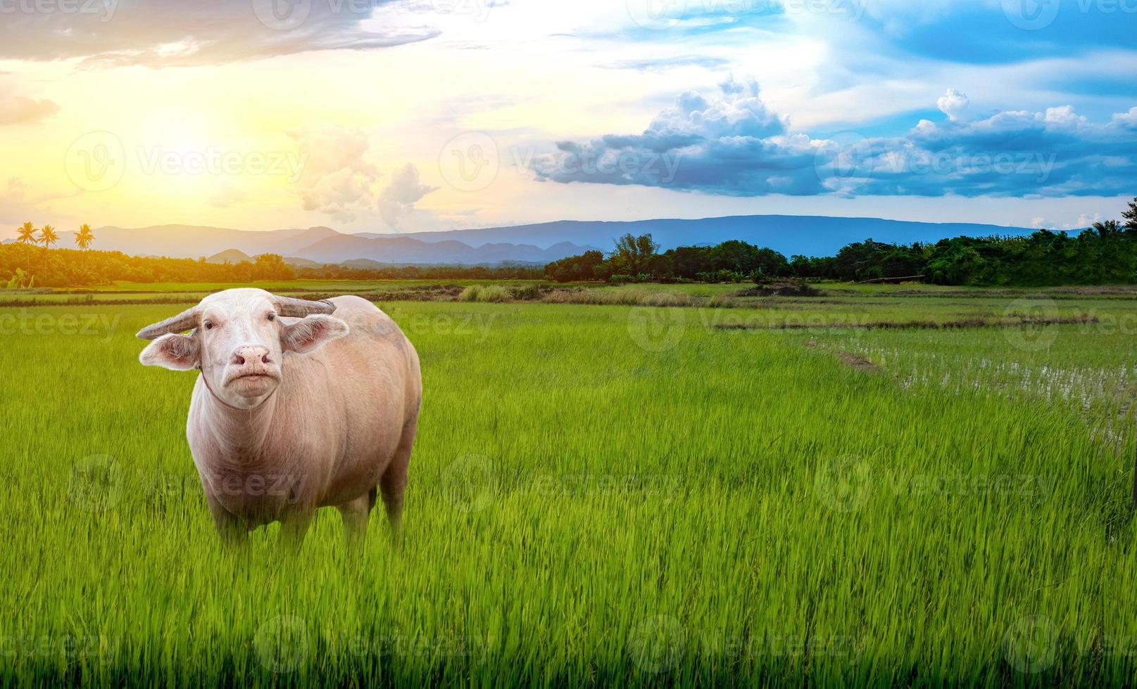 Thai Albino Büffel stehen auf den grünen Reissämlingen in einem Reisfeld mit schönem Himmel und Wolken foto