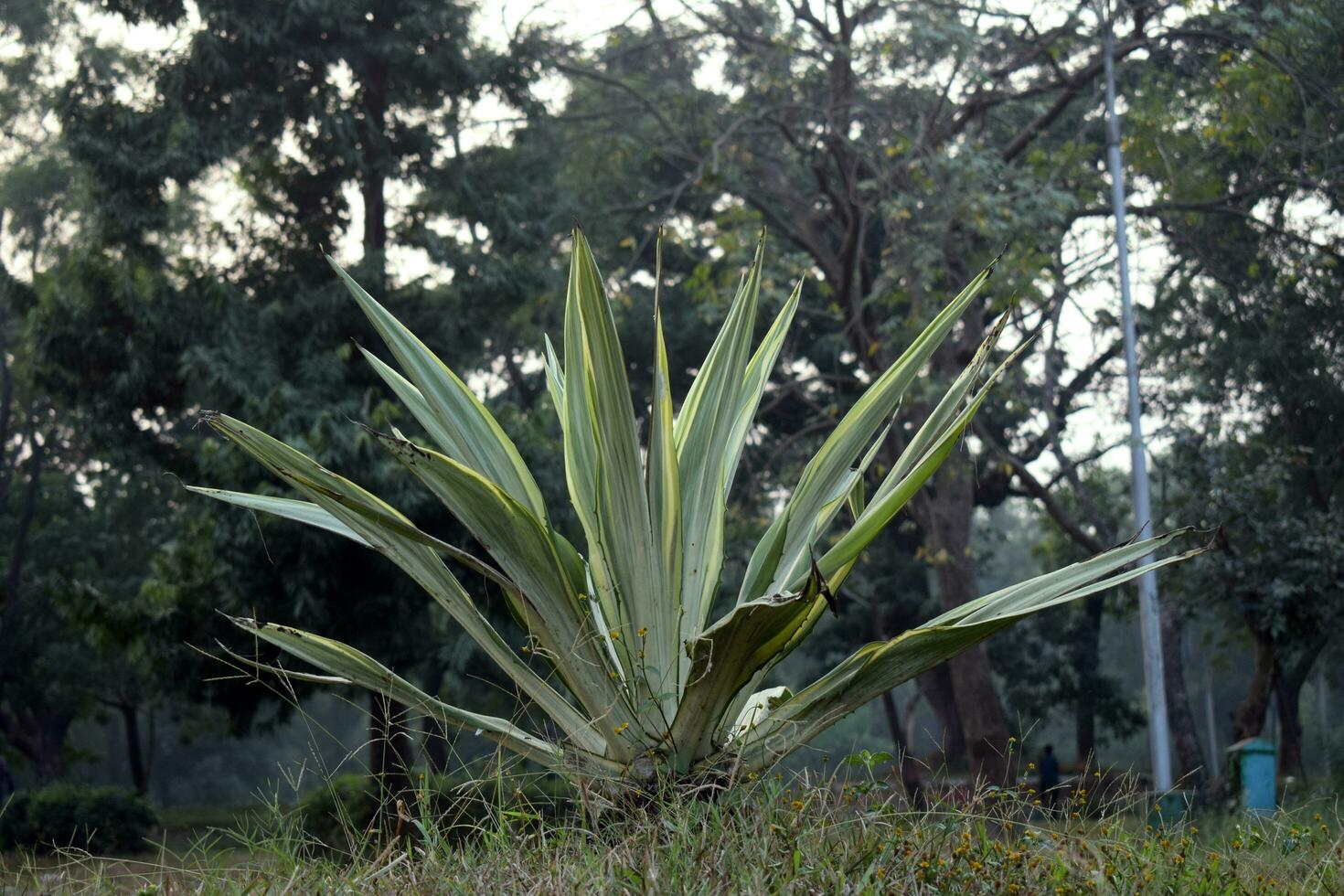 palnta de cocuiza im das tropisch Klima foto