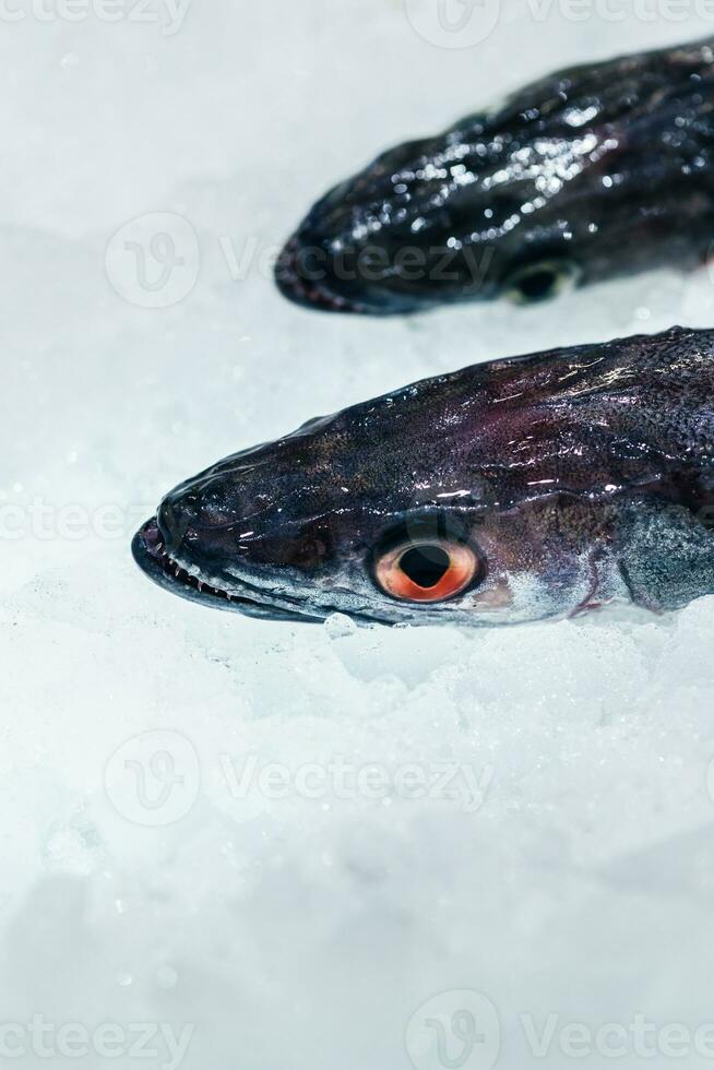 frisch Fisch Seebarsch mit Eis auf vereist Hintergrund foto