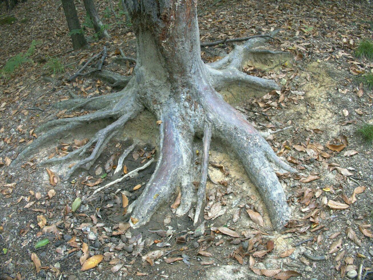 enorm Wurzeln von ein Baum im das Italienisch Wald von Ligurien im das Herbst von 2022 foto