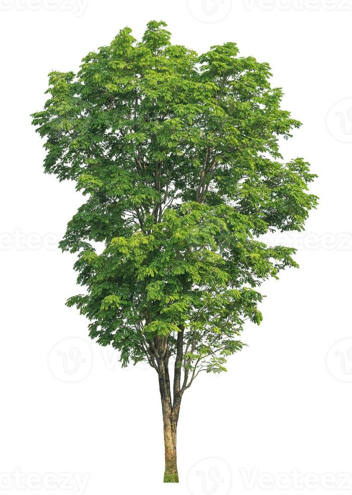 grüner Baum isoliert auf weißem Hintergrund. foto