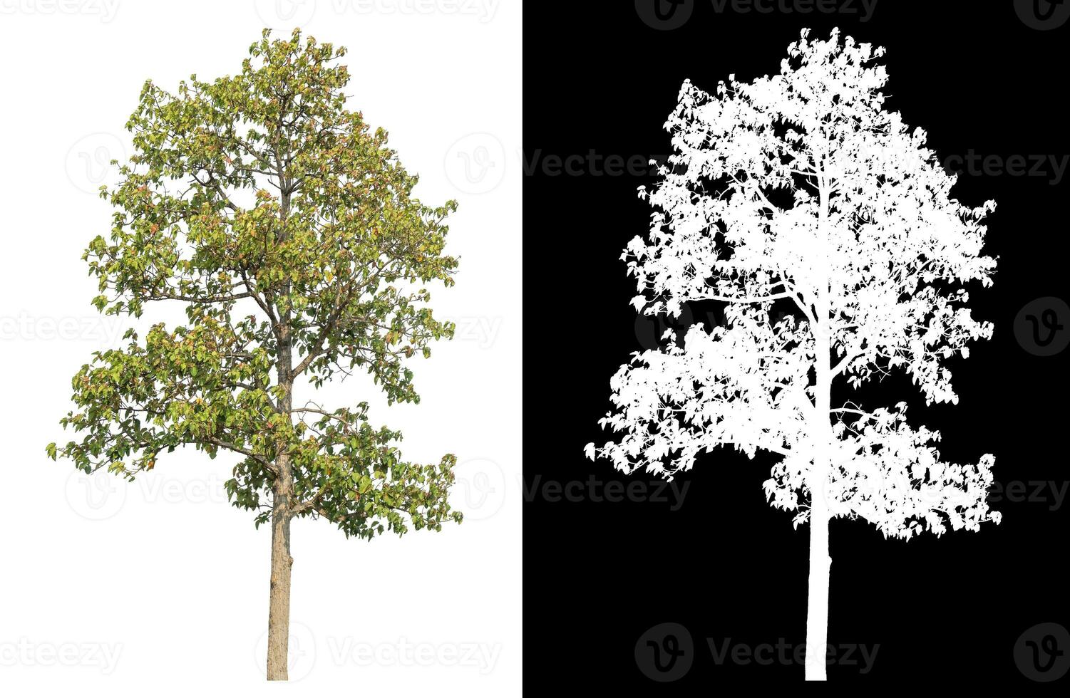 Single Baum mit Ausschnitt Pfad und Alpha Kanal auf schwarz Hintergrund. foto