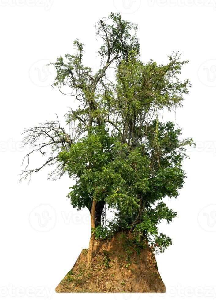 grüner Baum isoliert auf weißem Hintergrund. foto