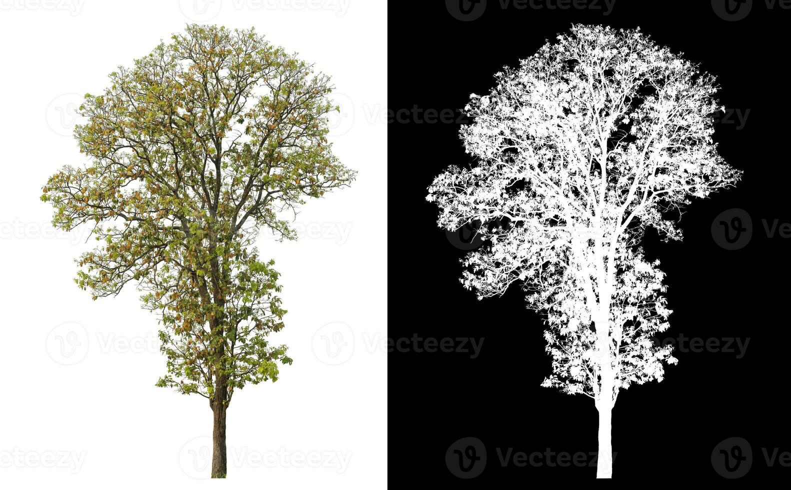 isoliert Single Baum mit Ausschnitt Pfad und Alpha Kanal auf schwarz Hintergrund. foto