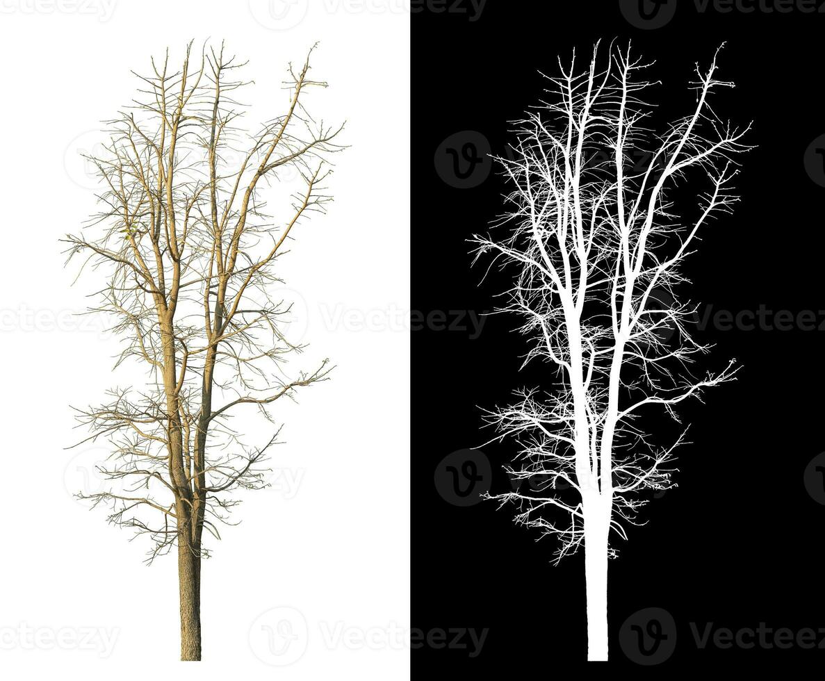isoliert tot Baum mit Ausschnitt Pfad und Alpha Kanal auf schwarz Hintergrund. foto