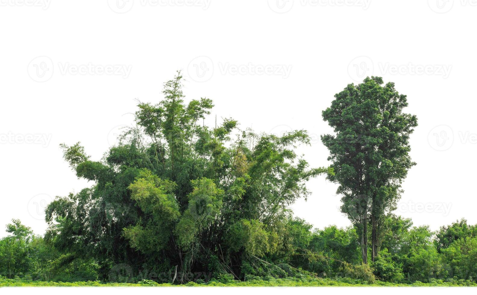 grüne Bäume isoliert auf weißem Hintergrund. sind Wald und Laub im Sommer sowohl für den Druck als auch für Webseiten mit Schnittpfad und Alphakanal foto