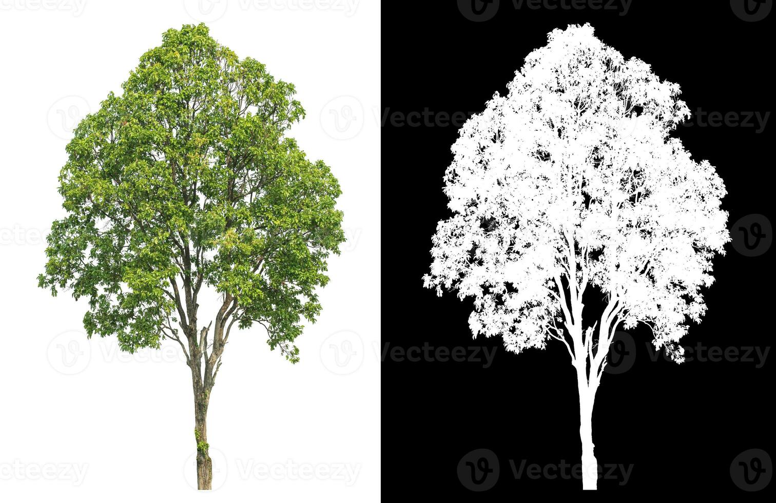 isoliert Single Grün Baum mit Ausschnitt Pfad und Alpha Kanal auf schwarz Hintergrund. foto