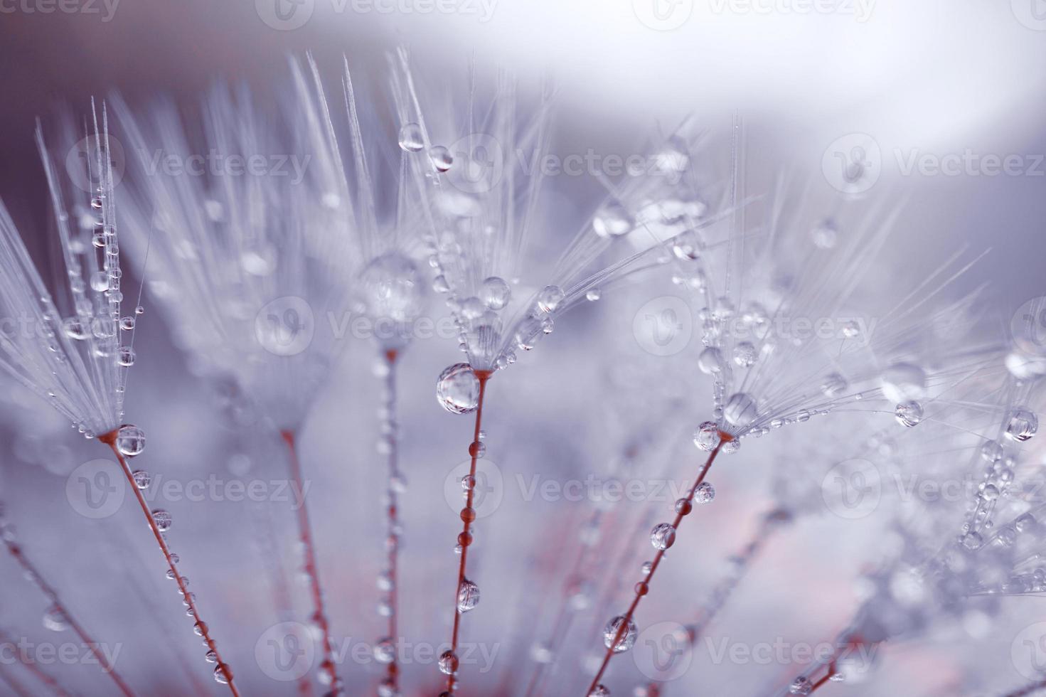 Tropfen auf die Löwenzahnblüte foto