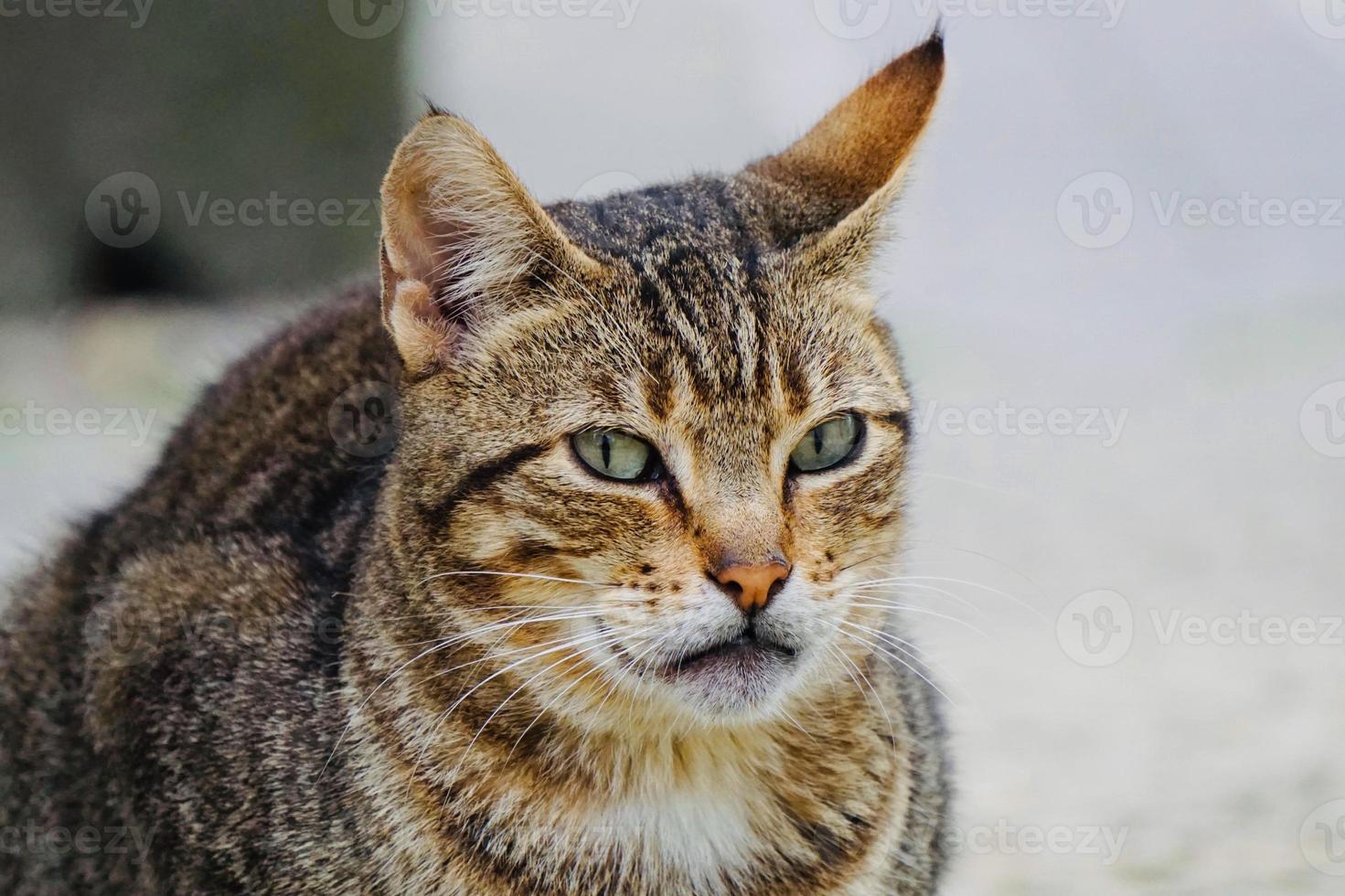 schönes streunendes Katzenporträt foto