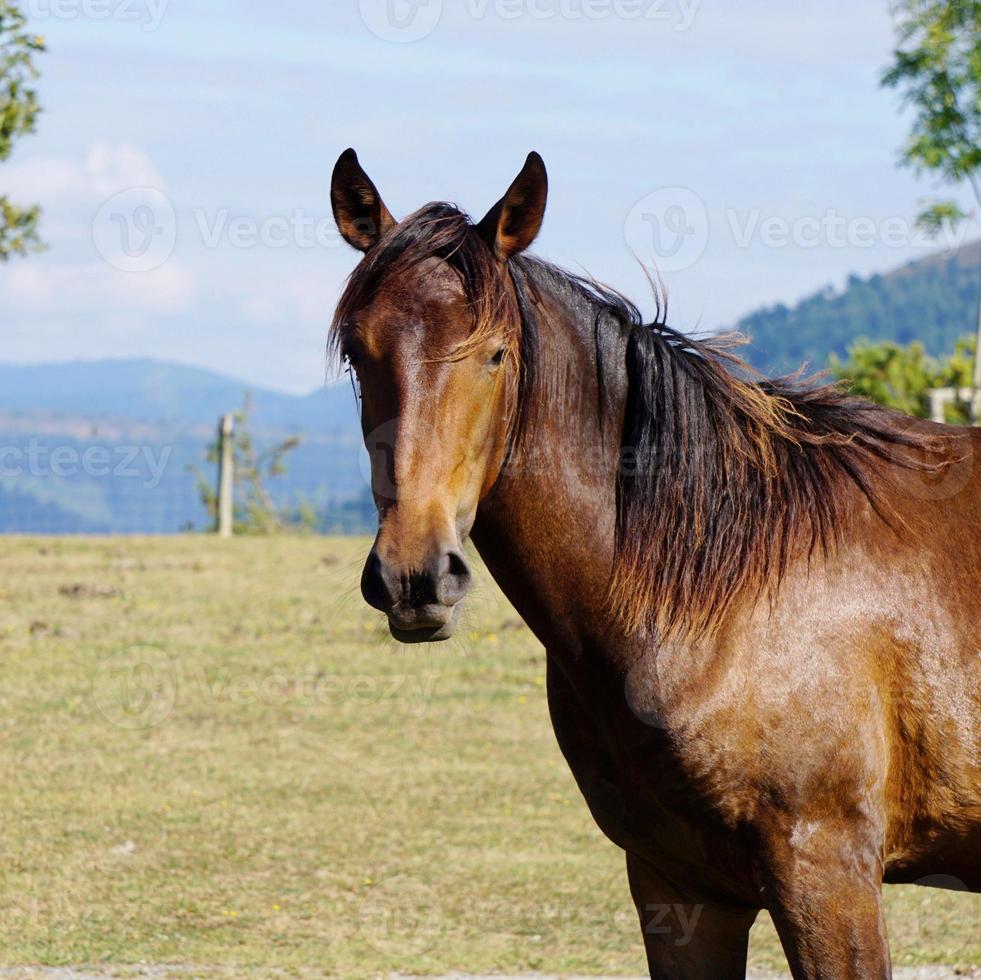 schöner brauner Pferdeportrait auf der Wiese foto