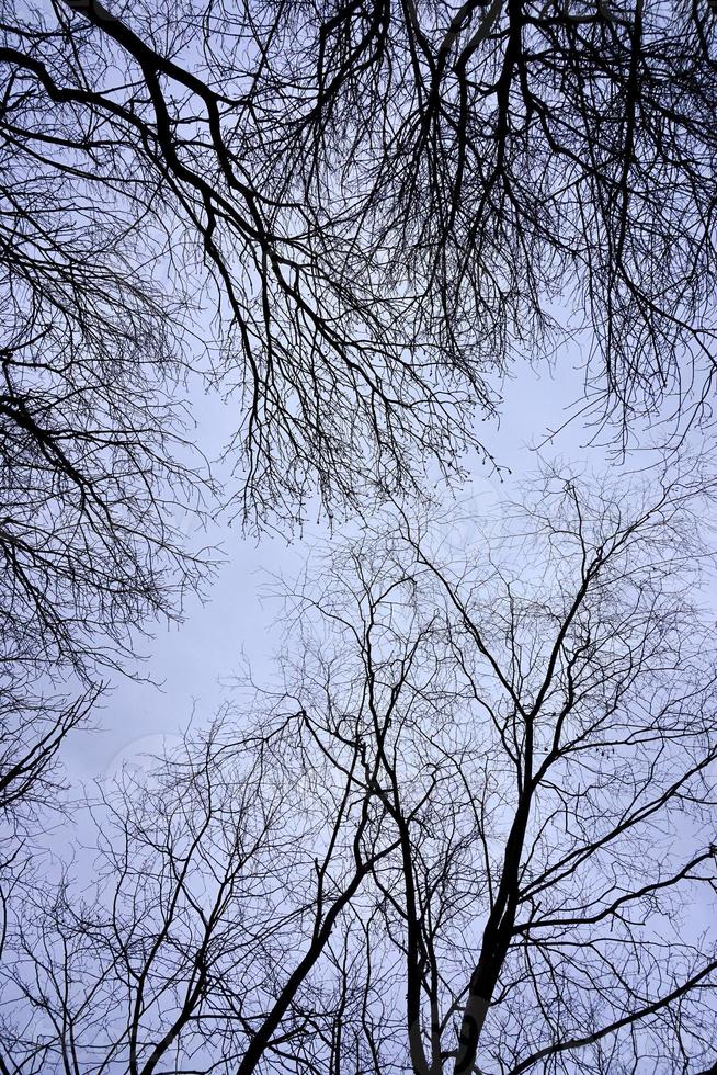 Äste und blauer Himmel in der Herbstsaison foto