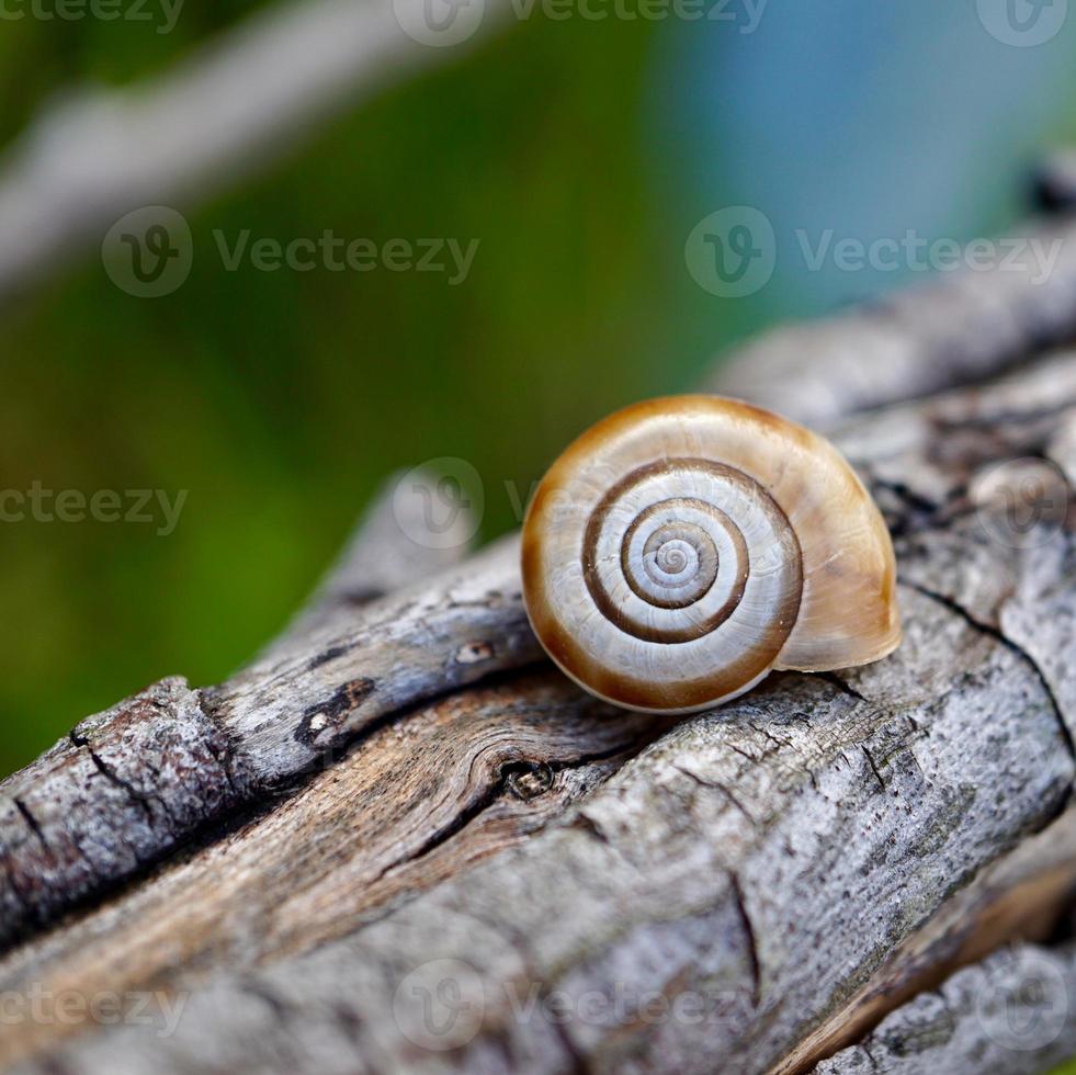 kleine Schnecke am Stamm foto