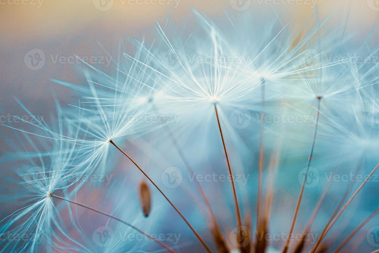 romantische Löwenzahnblume im Frühling foto