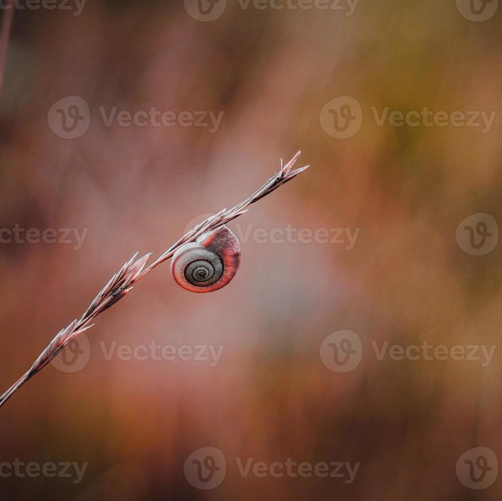 kleine Schnecke an der Pflanze foto