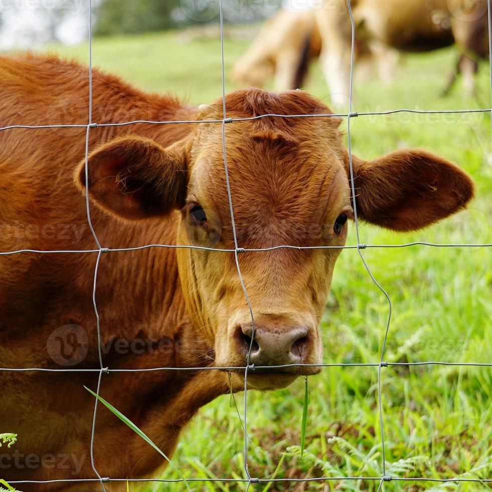 braunes Kuhporträt auf der Wiese foto