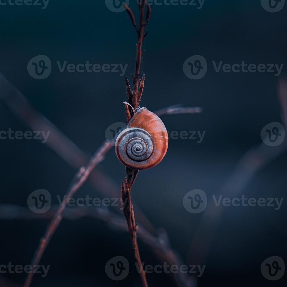 kleine Schnecke an der Pflanze foto