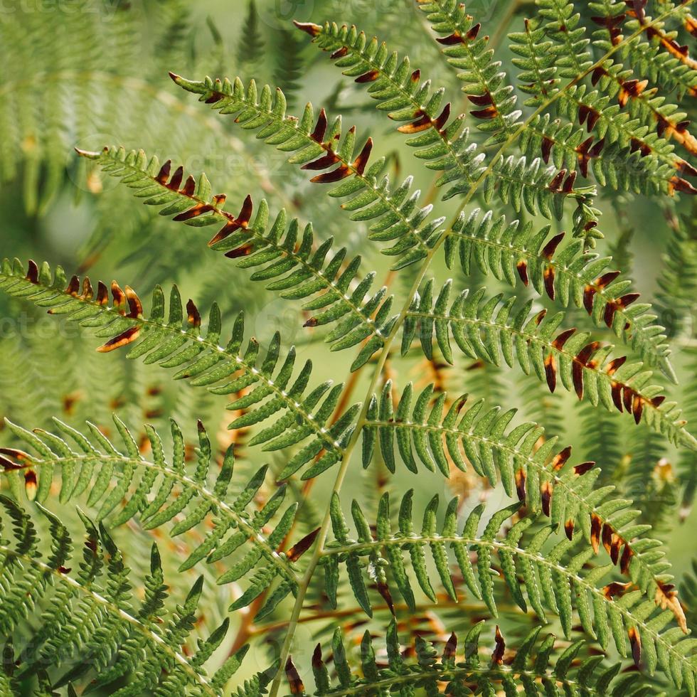 grüne Farnblätter im Frühling foto