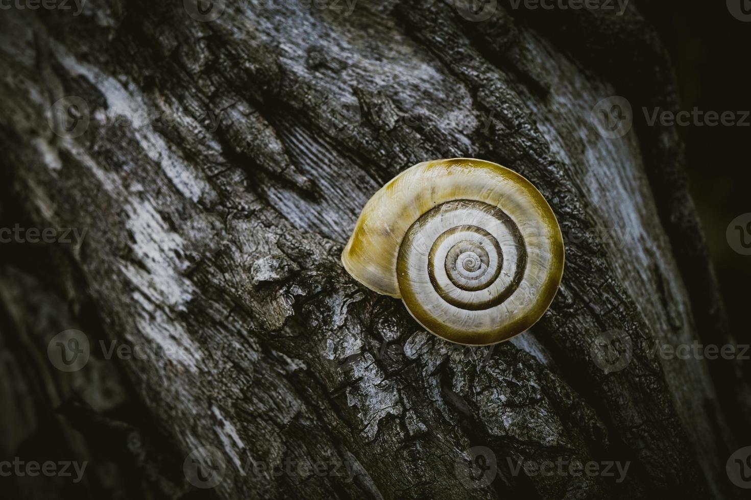 kleine braune Schnecke am Stamm foto