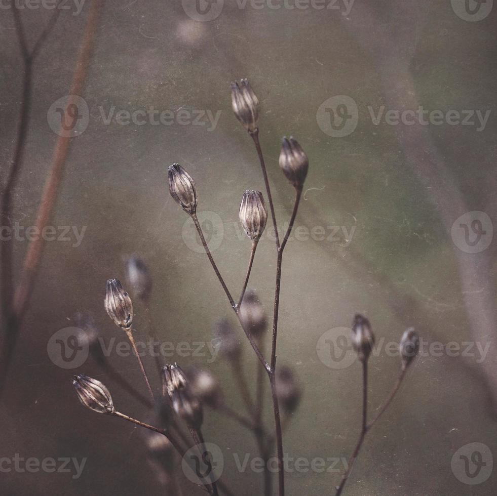 Trockenblumenpflanze in der Herbstsaison foto