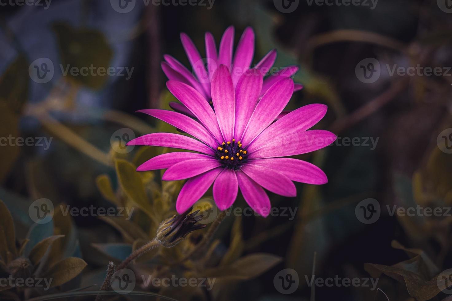 romantische rosa Blumen im Garten in der Frühlingssaison foto