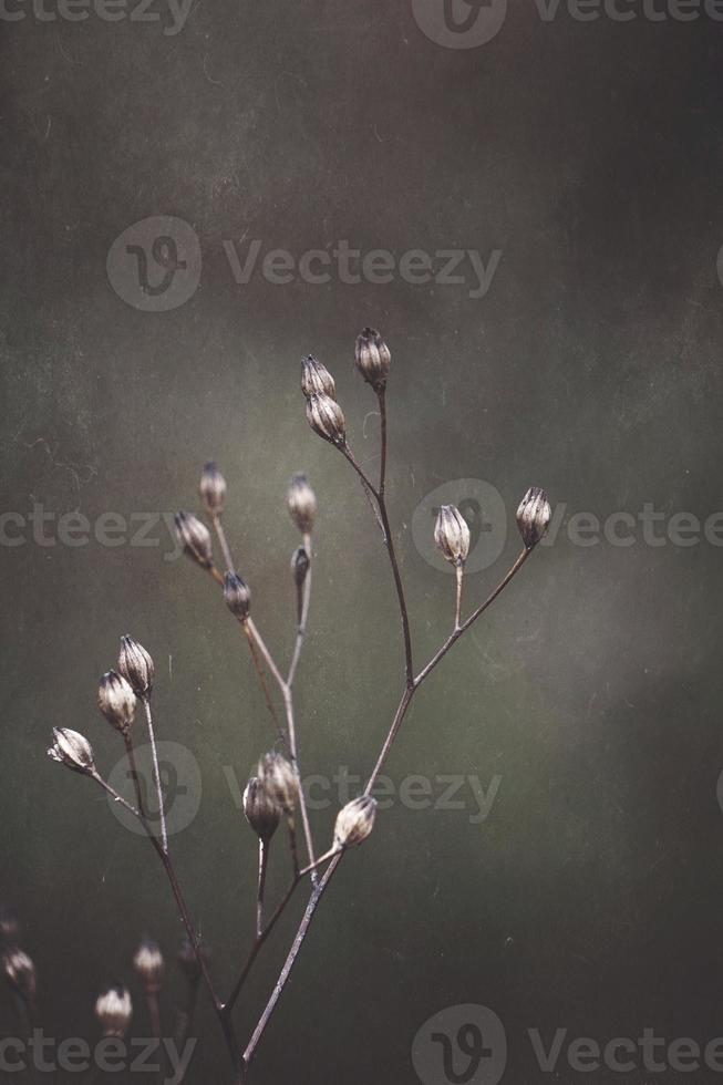 Trockenblumenpflanze in der Herbstsaison foto