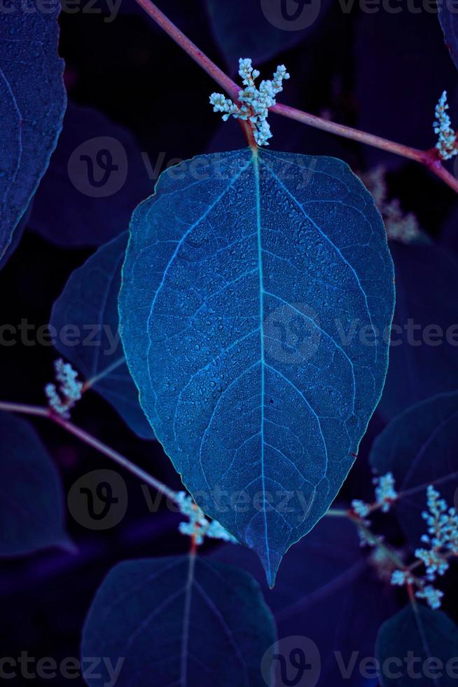 blaue Pflanzenblätter in der Natur im Frühling spring foto