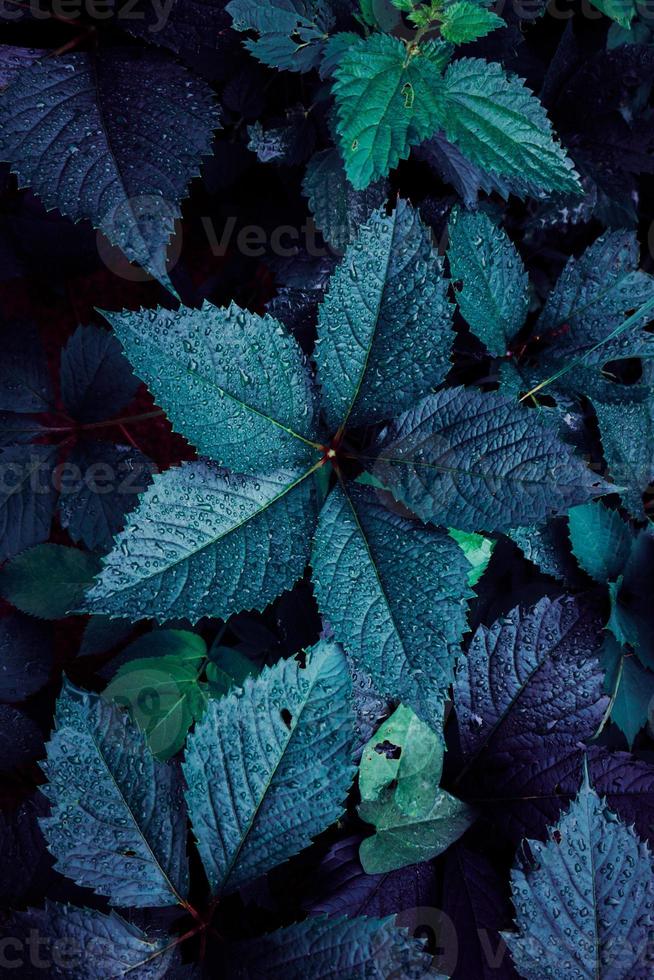 blaue Pflanzenblätter in der Natur im Frühling spring foto