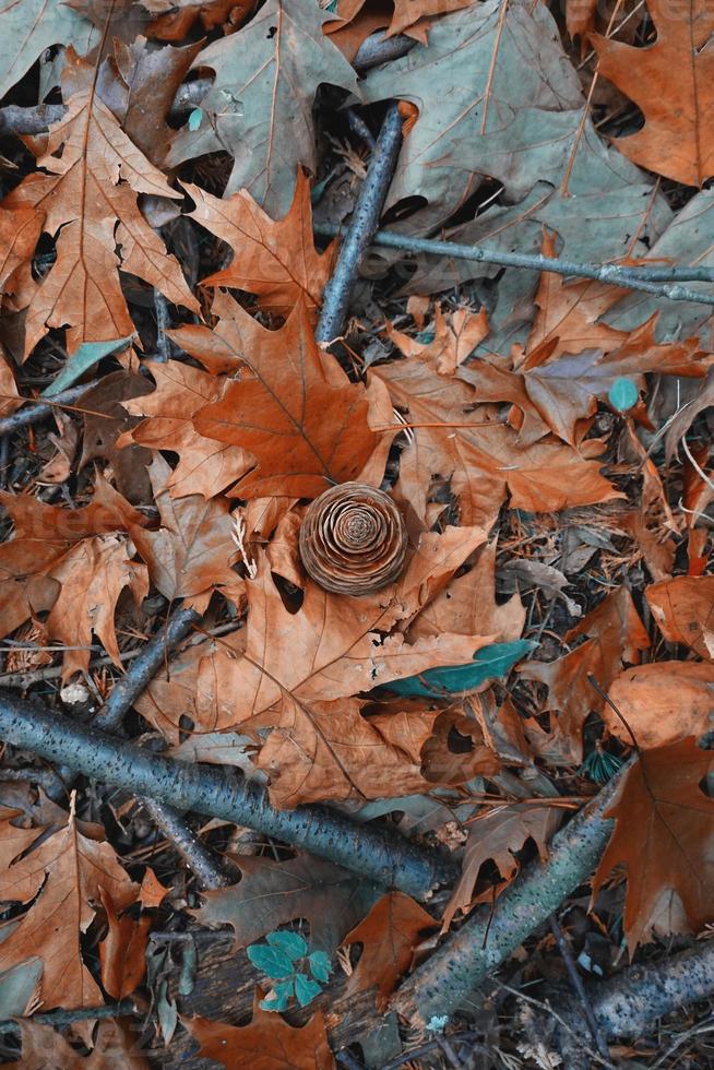 braune Blätter und Tannenzapfen in der Wintersaison foto