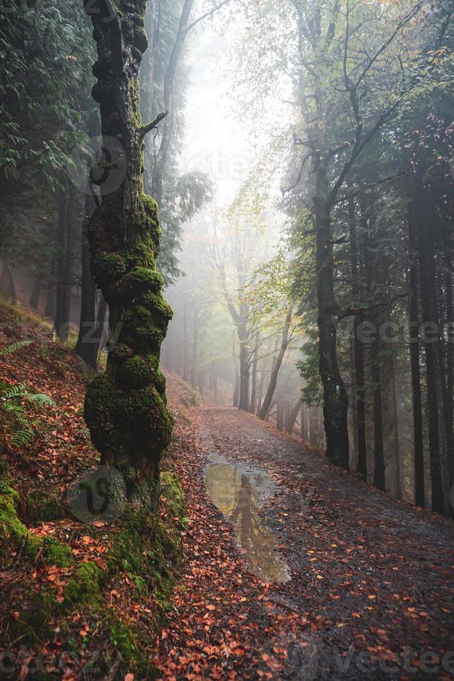 Straße im Wald in der Herbstsaison foto