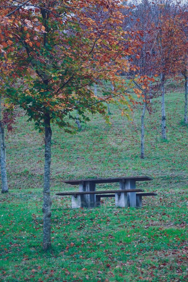 Bäume mit roten Blättern in der Herbstsaison foto