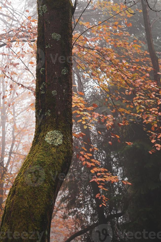 Bäume im Wald in der Herbstsaison foto