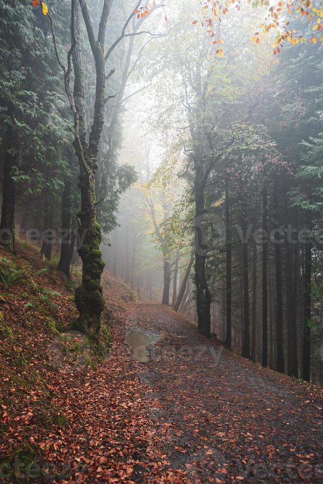 Straße im Wald in der Herbstsaison foto