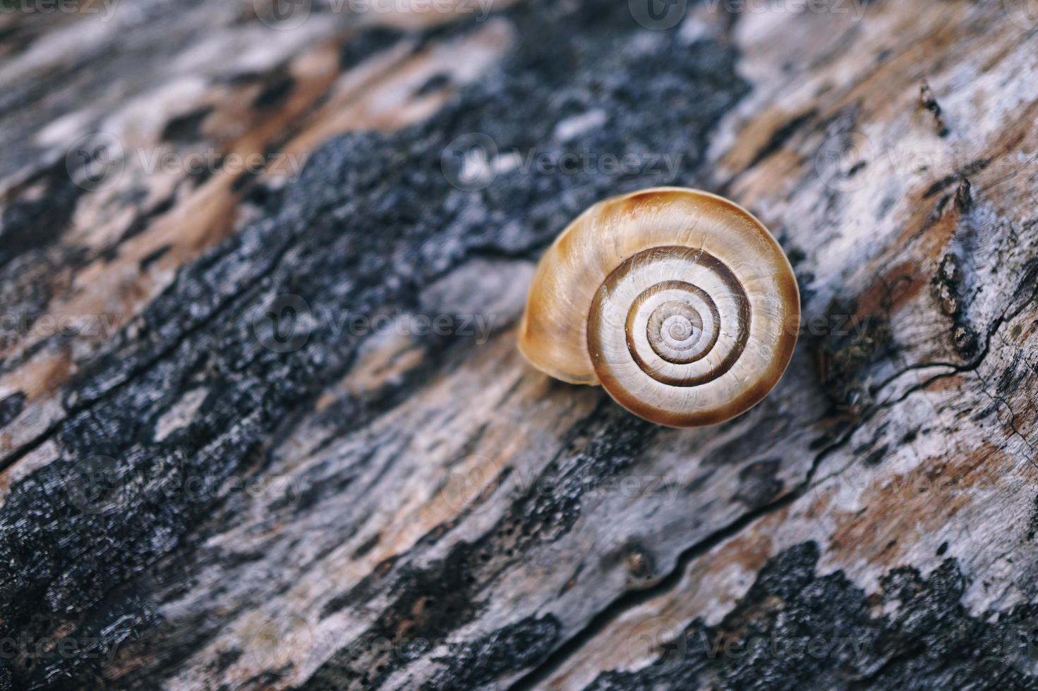 kleine braune schnecke in der natur foto