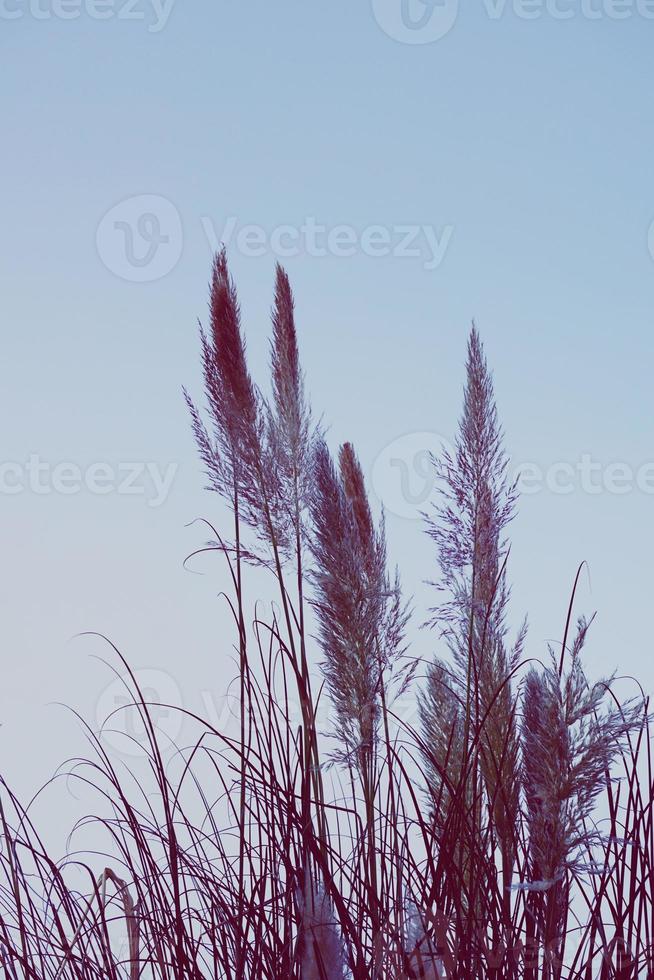 weiße Blumenpflanzen Silhouette in der Natur foto