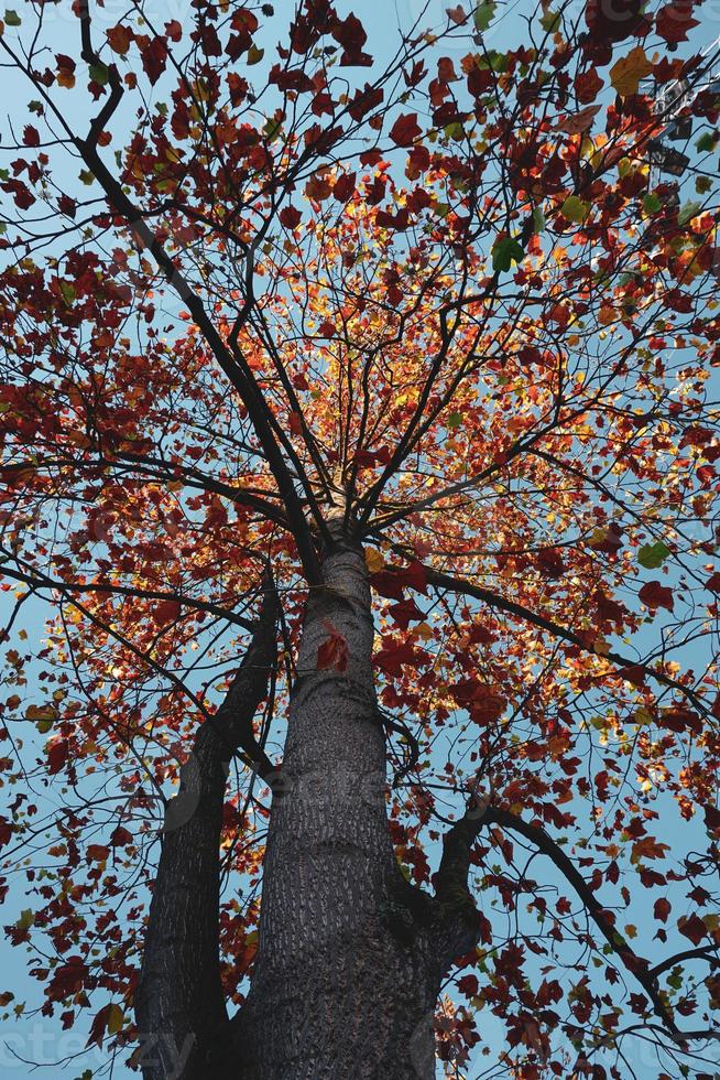 Bäume mit braunen Blättern in der Herbstsaison foto