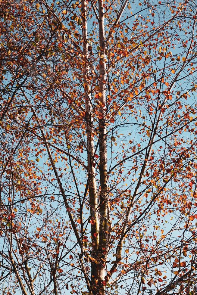 Bäume mit braunen Blättern in der Herbstsaison foto