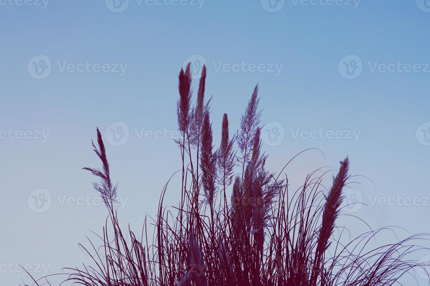 weiße Blumenpflanzen Silhouette in der Natur foto